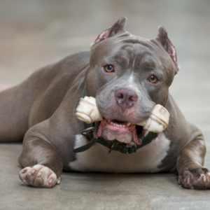 pitbulls